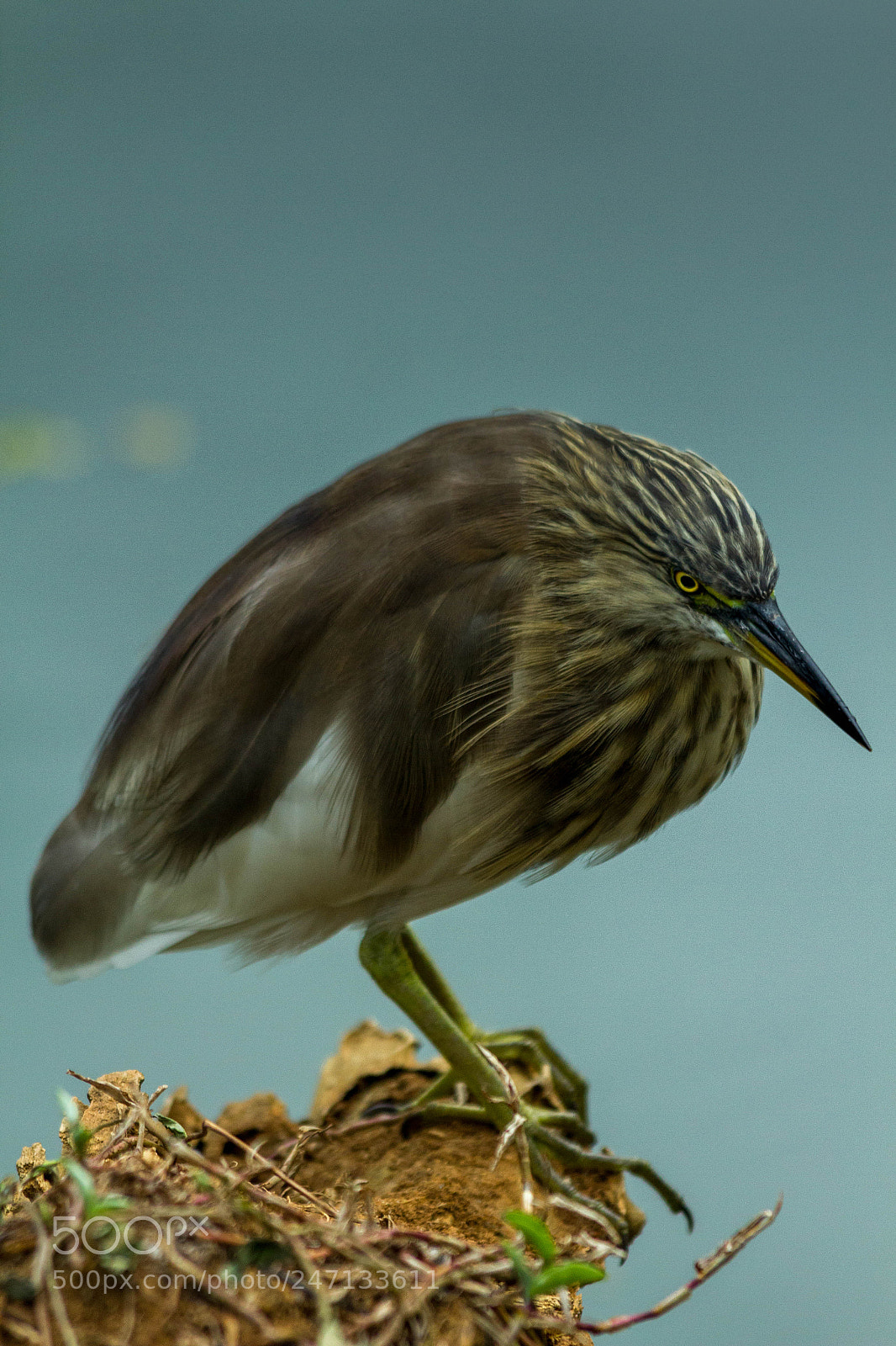 Canon EOS 550D (EOS Rebel T2i / EOS Kiss X4) sample photo. Indian pond heron photography