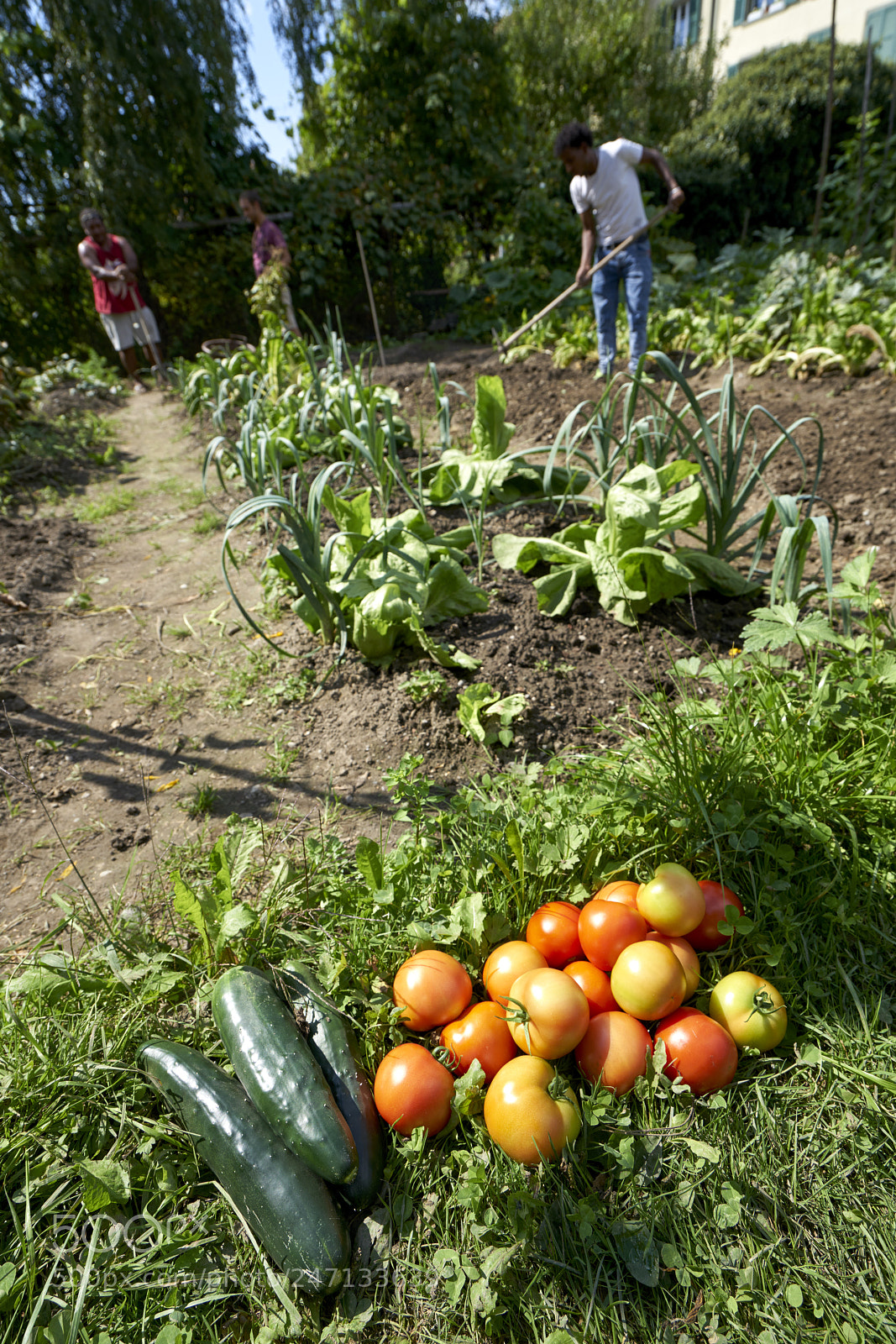 Sony a7R II sample photo. In the vegetable garden photography