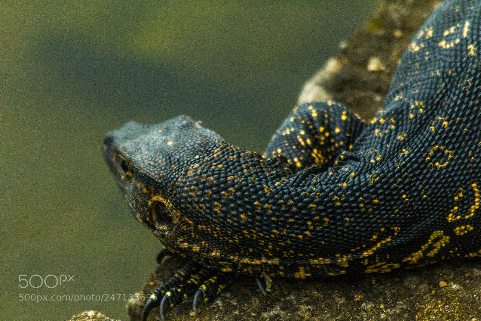 Canon EOS 550D (EOS Rebel T2i / EOS Kiss X4) sample photo. Asian water monitor photography
