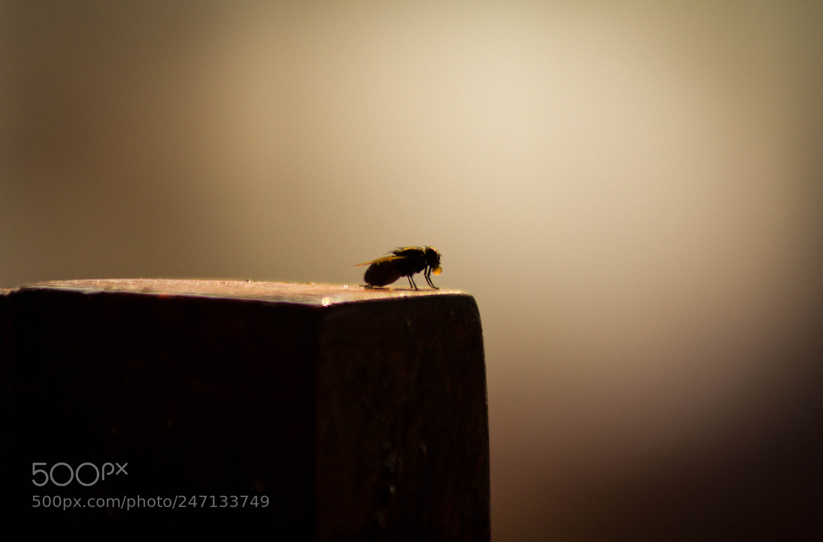 Canon EOS 550D (EOS Rebel T2i / EOS Kiss X4) sample photo. Living on the edge photography
