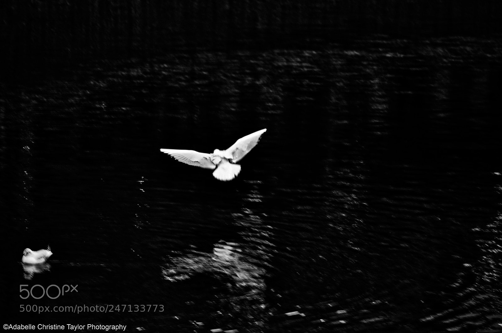 Nikon D5000 sample photo. Bird in motion photography