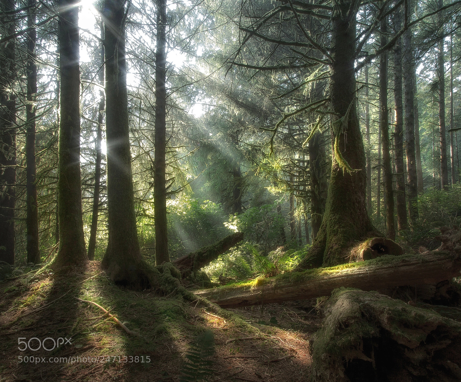 Canon EOS 60D sample photo. Cape creek forest photography
