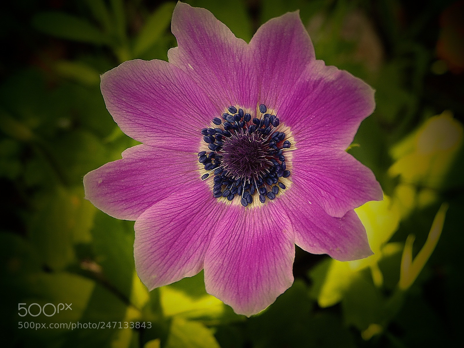 Olympus OM-D E-M10 II sample photo. Anemone photography