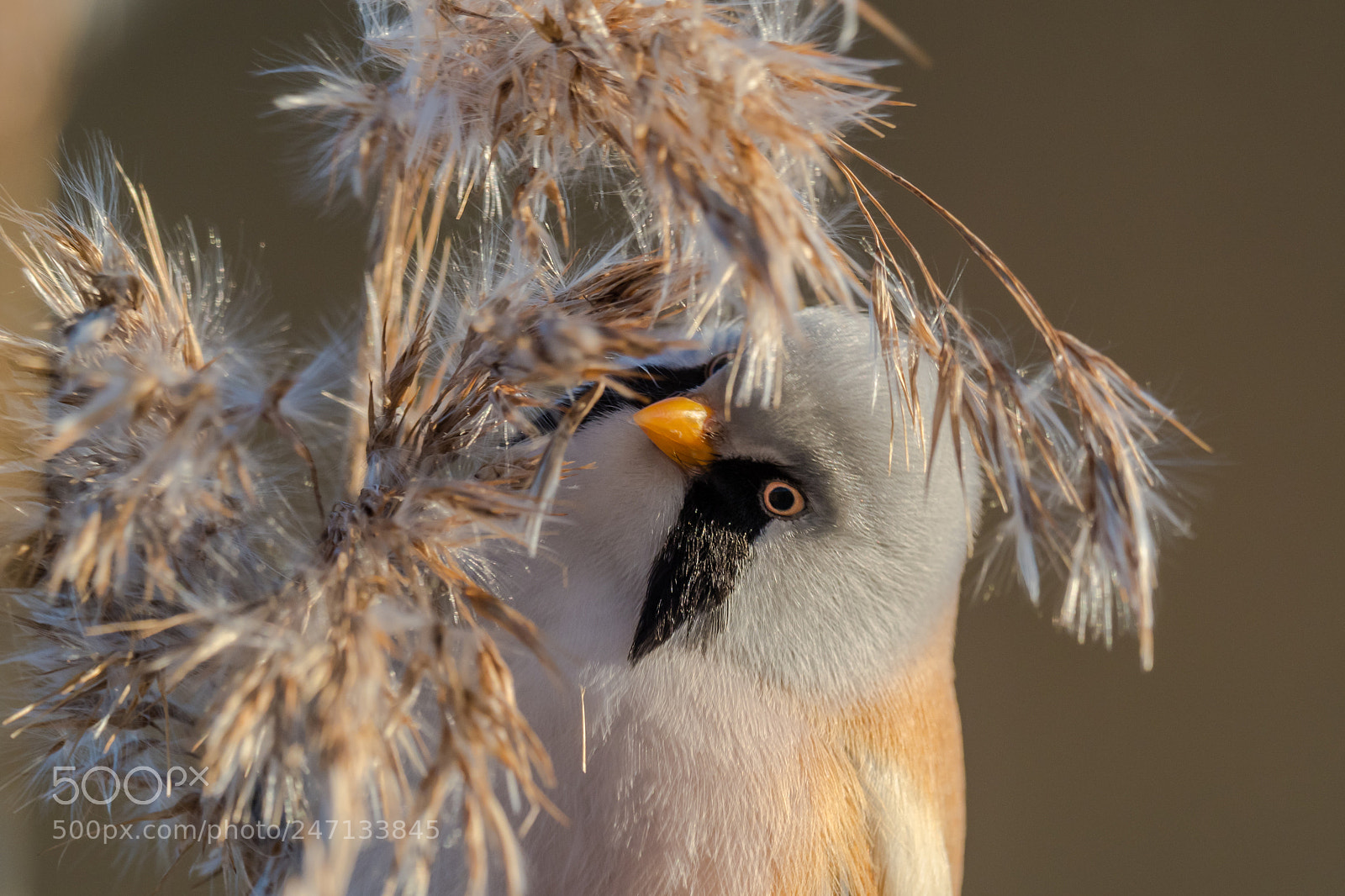 Olympus OM-D E-M1 Mark II sample photo. A male breaded tit photography