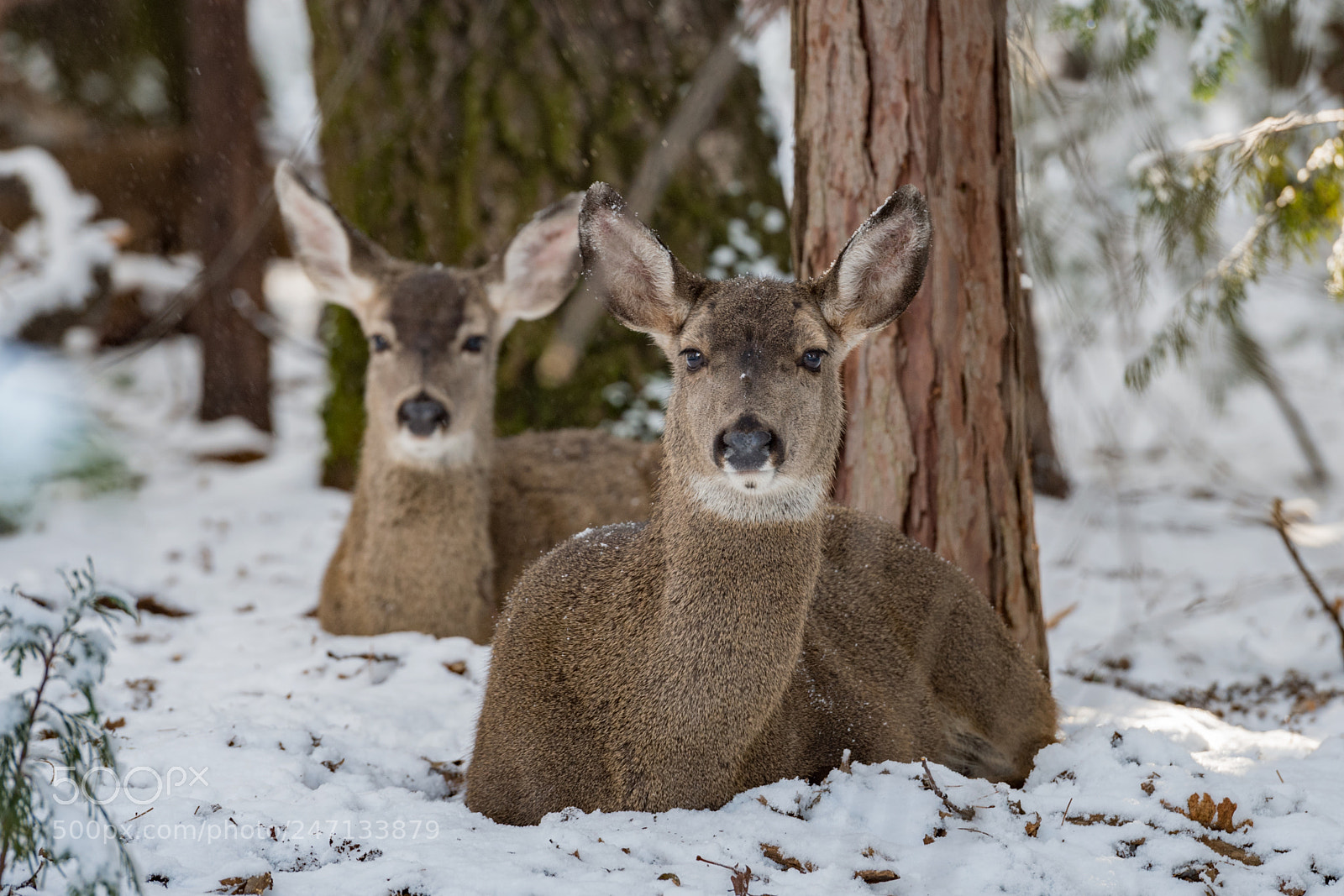 Nikon D5 sample photo. Resting deer photography