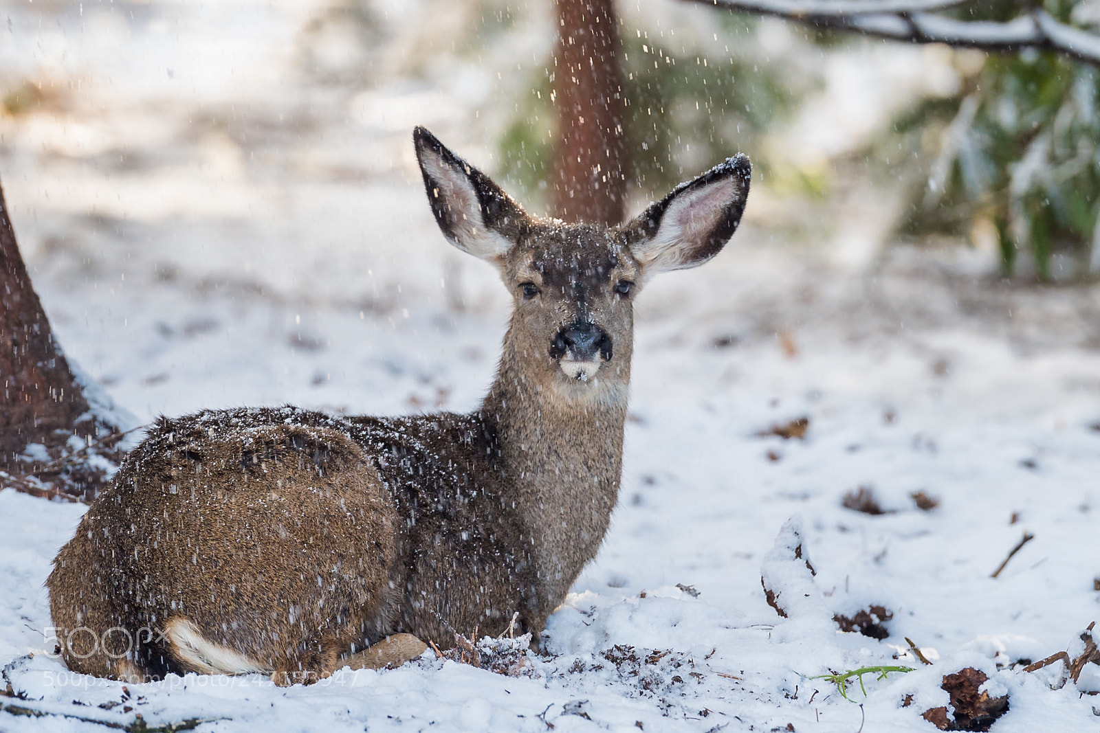 Nikon D5 sample photo. Fawn in snow photography