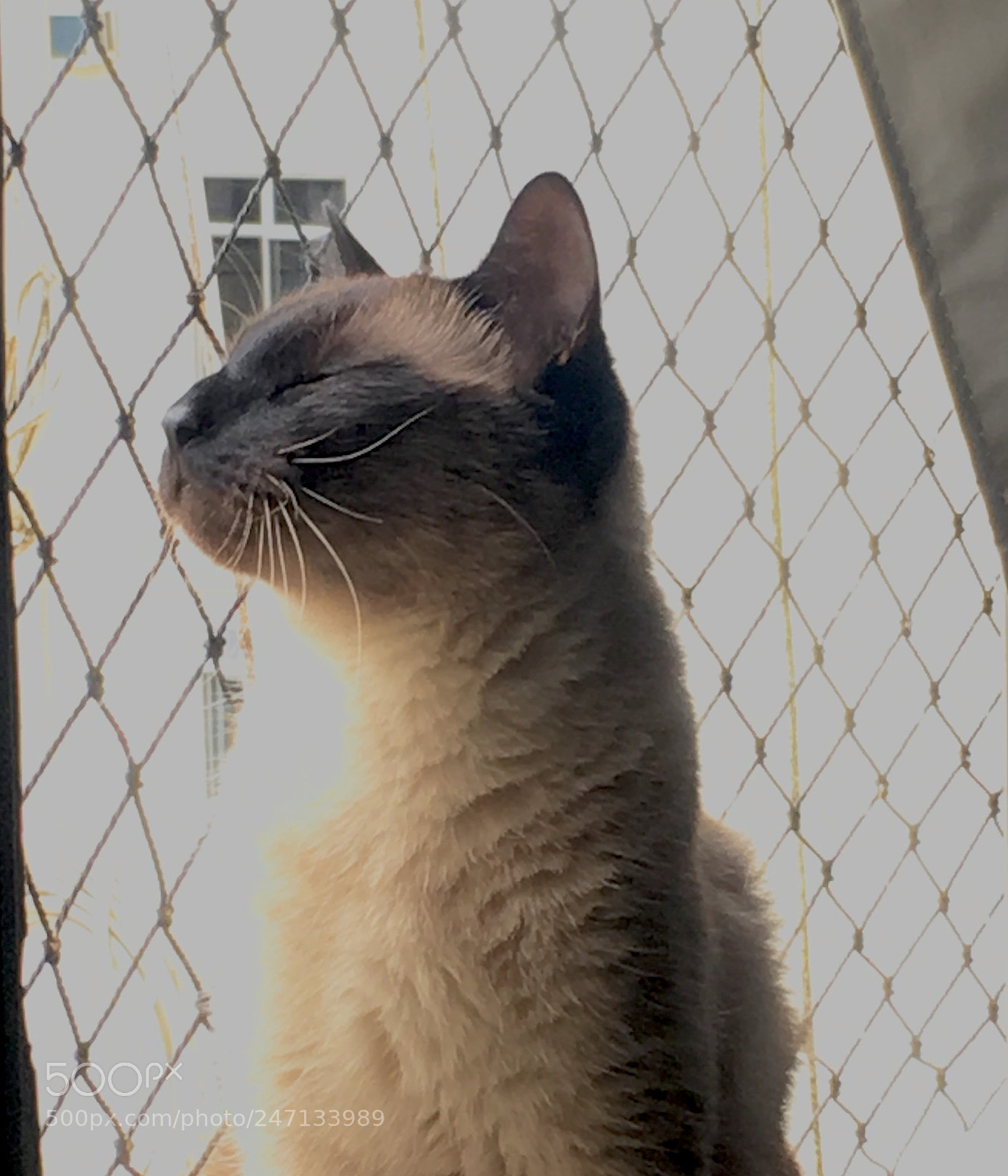 Apple iPhone 6s Plus sample photo. Untitled photography