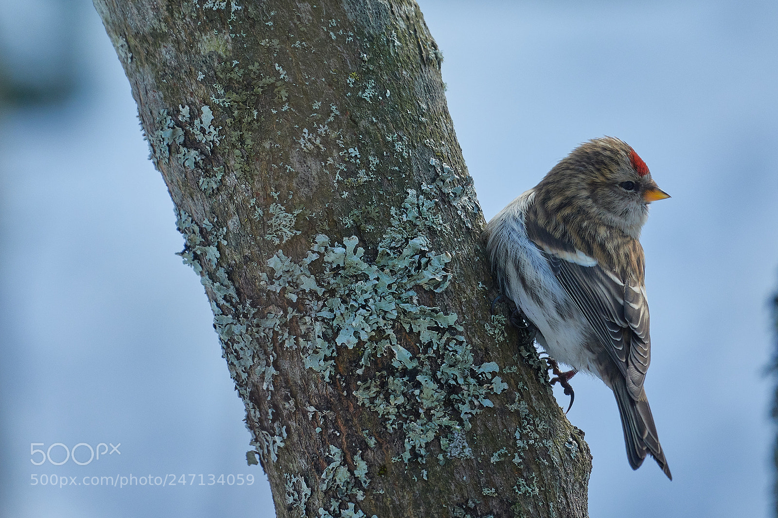 Sony Cyber-shot DSC-RX10 IV sample photo. Redpoll and tree photography