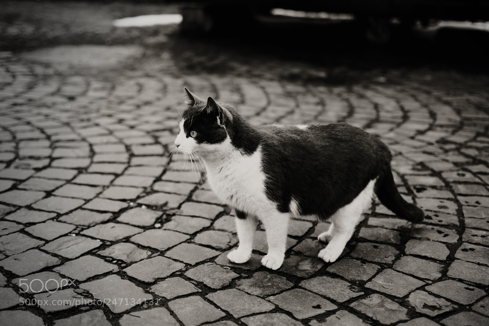 Nikon D5300 sample photo. Street cat photography