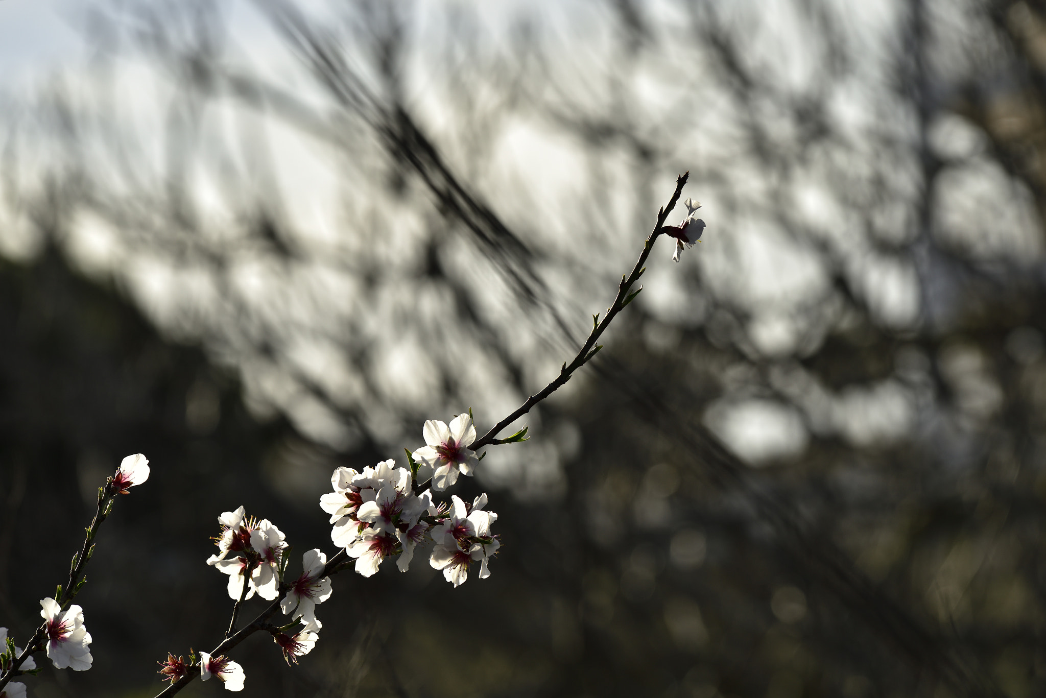 Nikon D810 + Nikon AF-S Nikkor 70-200mm F4G ED VR sample photo. Amendoeiras em flôr portimão () photography