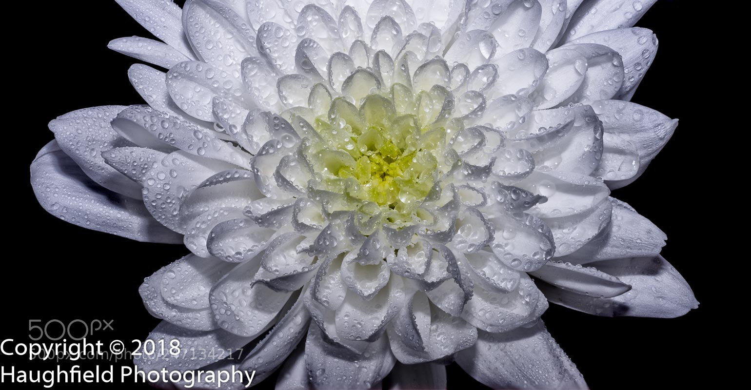 Sony a7R sample photo. Daisy photography