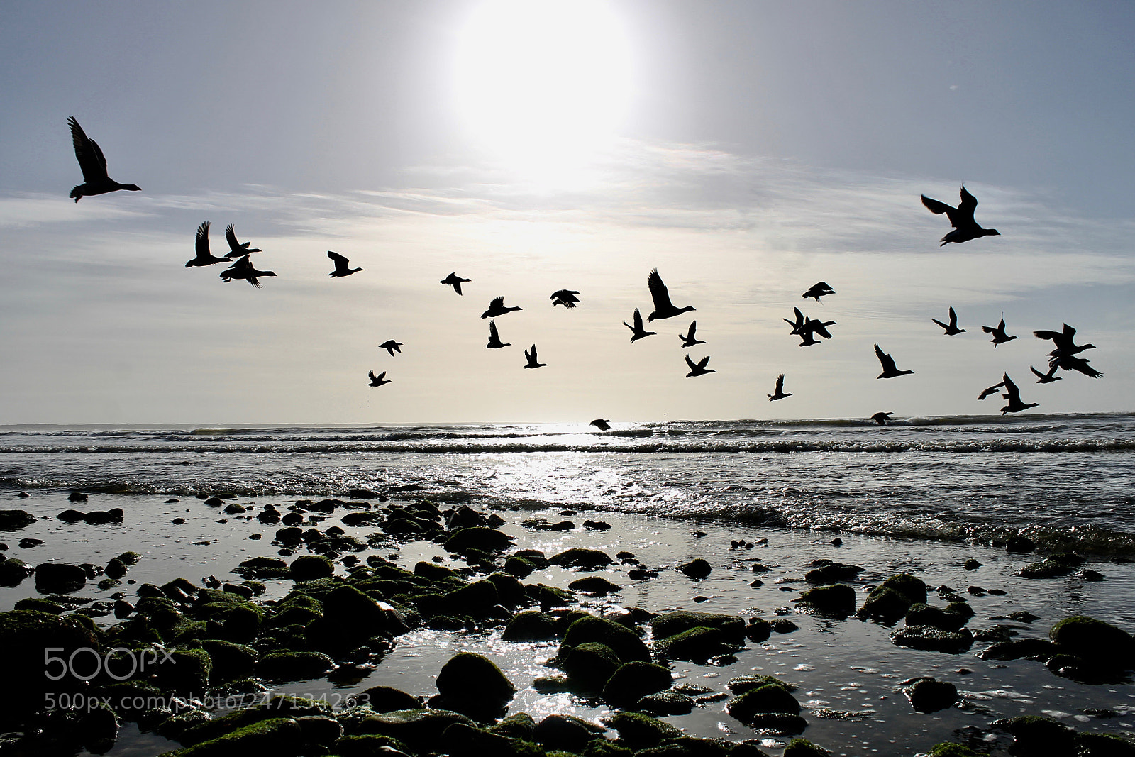 Canon EOS 1100D (EOS Rebel T3 / EOS Kiss X50) sample photo. Birds flying photography