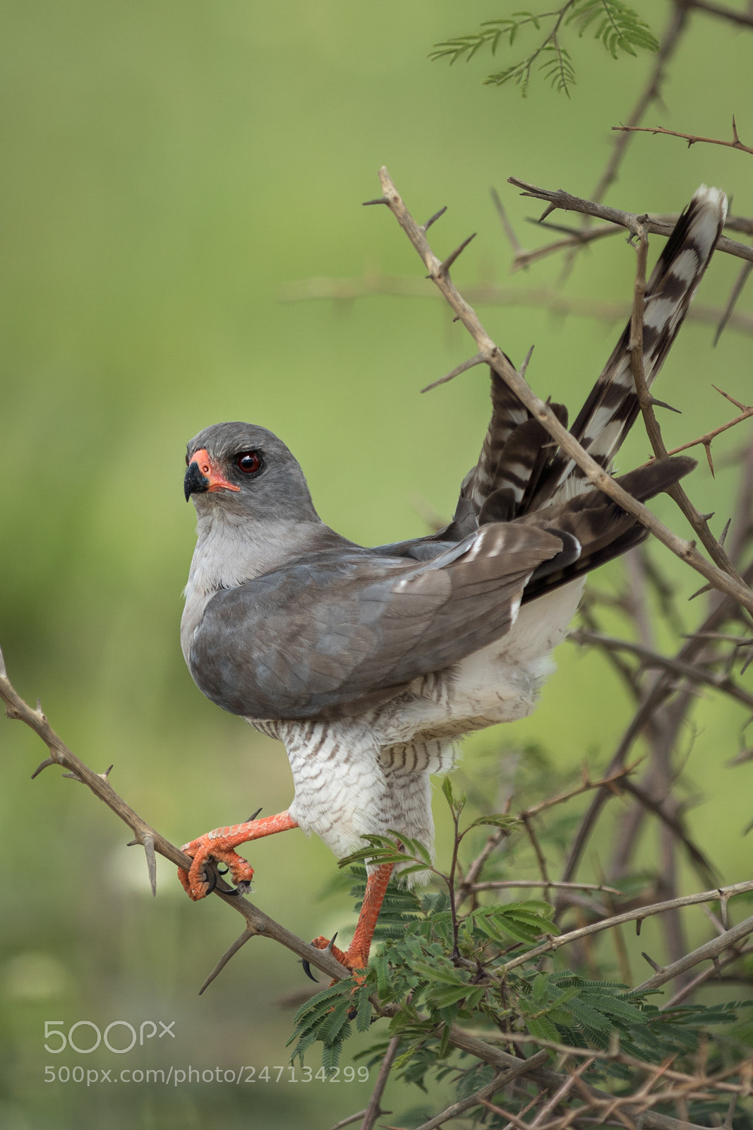 Canon EOS 7D Mark II sample photo. Gabar goshawk photography