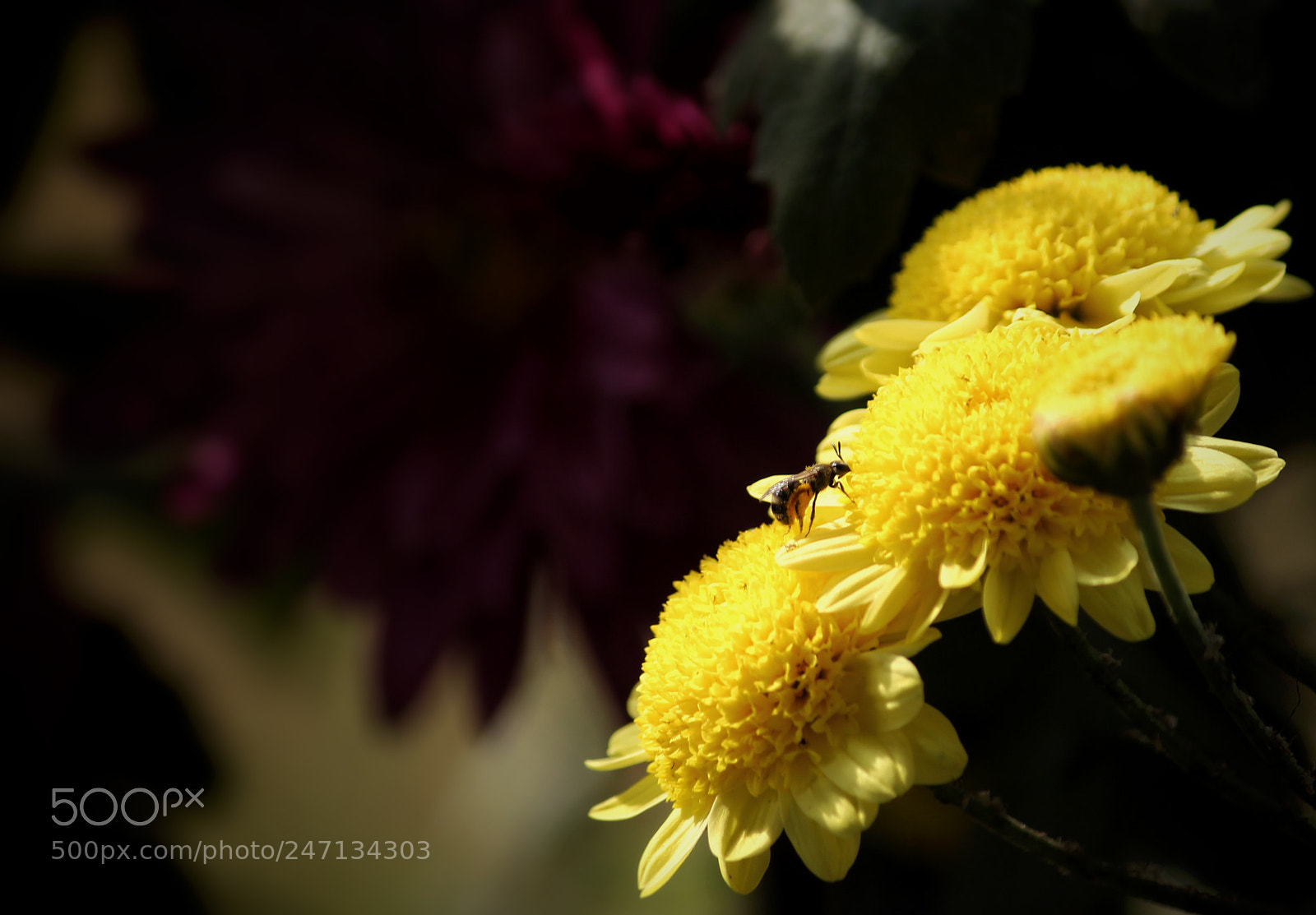 Canon EOS 700D (EOS Rebel T5i / EOS Kiss X7i) sample photo. Flowers from the garden photography