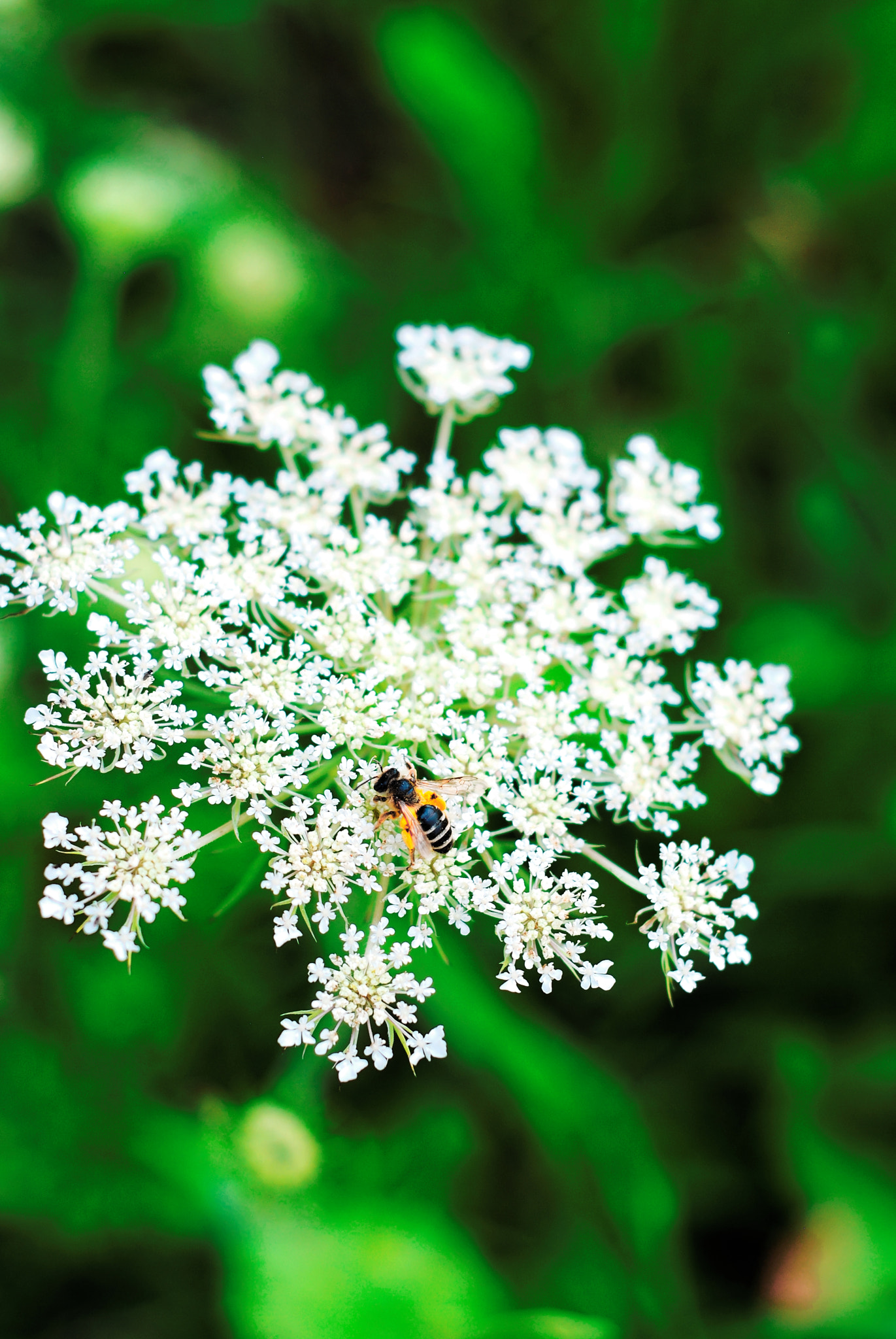 Nikon D3000 + Nikon AF Nikkor 50mm F1.8D sample photo. Busy bee photography
