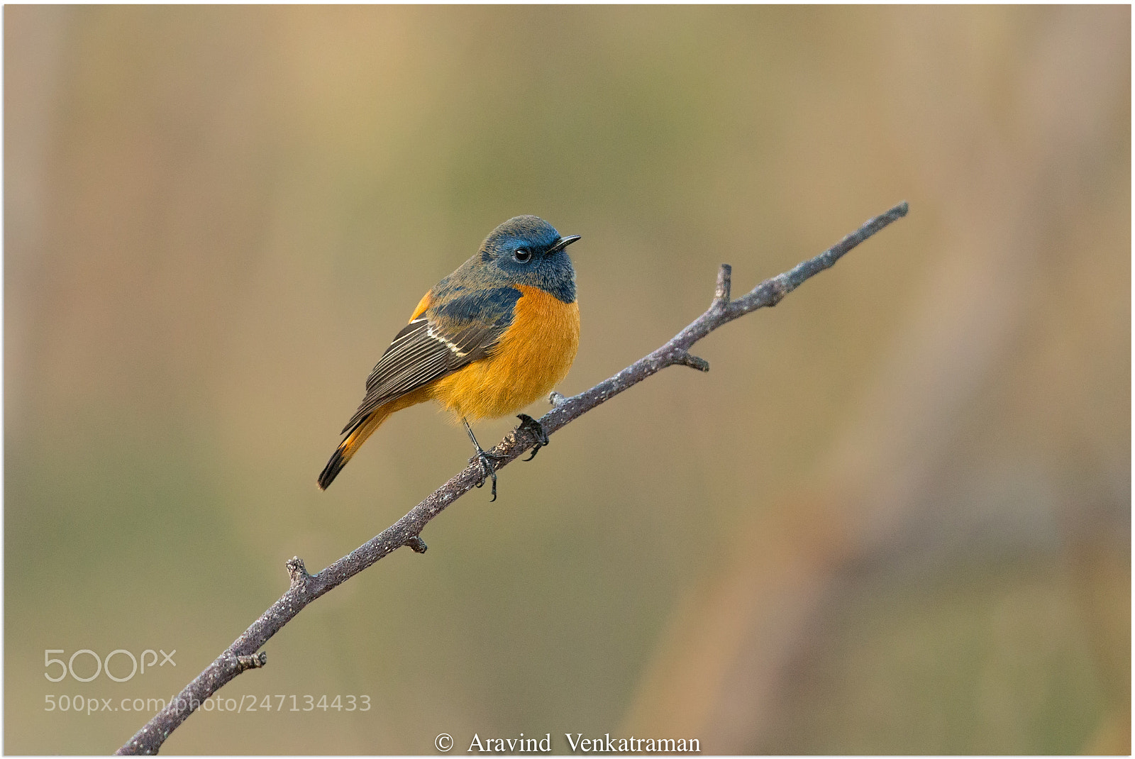 Canon EOS-1D X sample photo. Blue fronted redstart photography