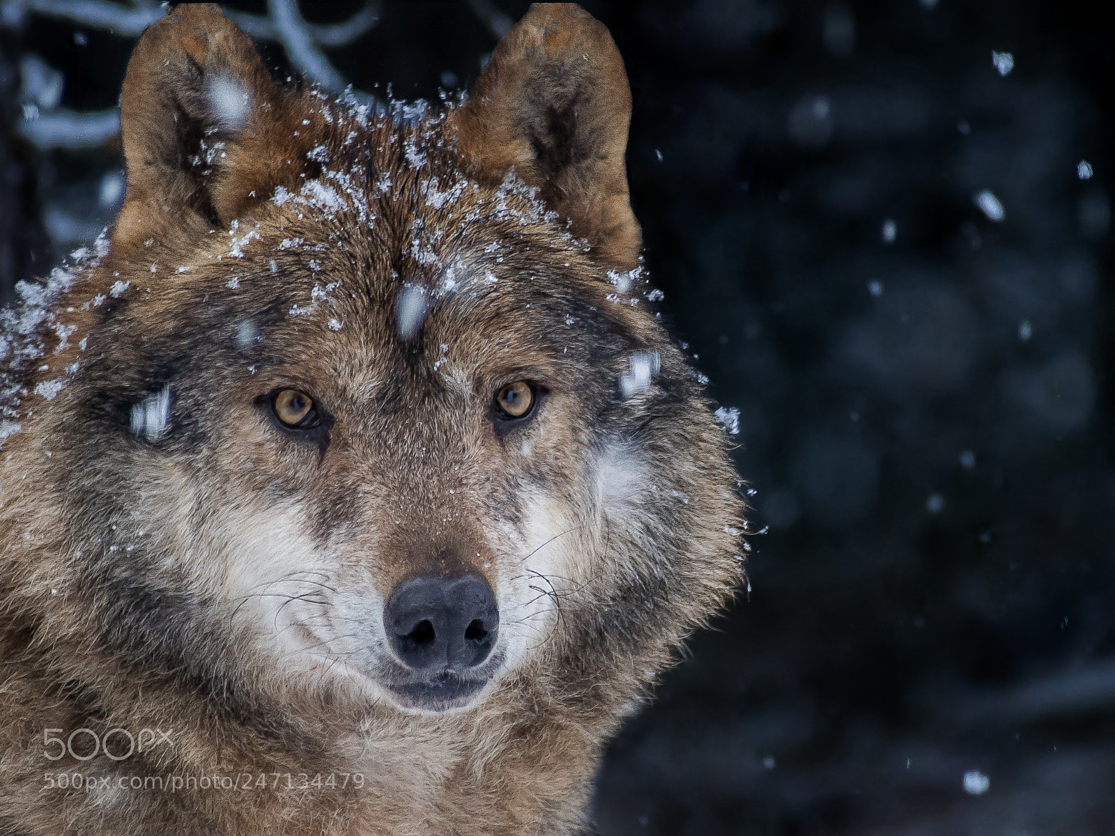 Olympus PEN E-PL5 sample photo. Iberian wolf in the photography