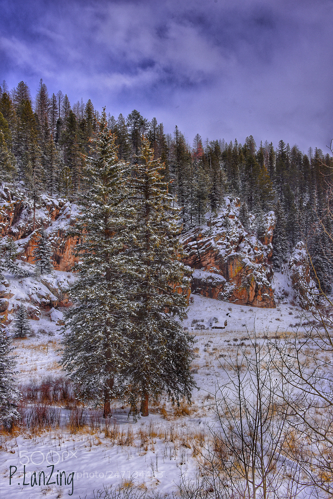 Nikon D810 sample photo. Winter woods, new mexico photography