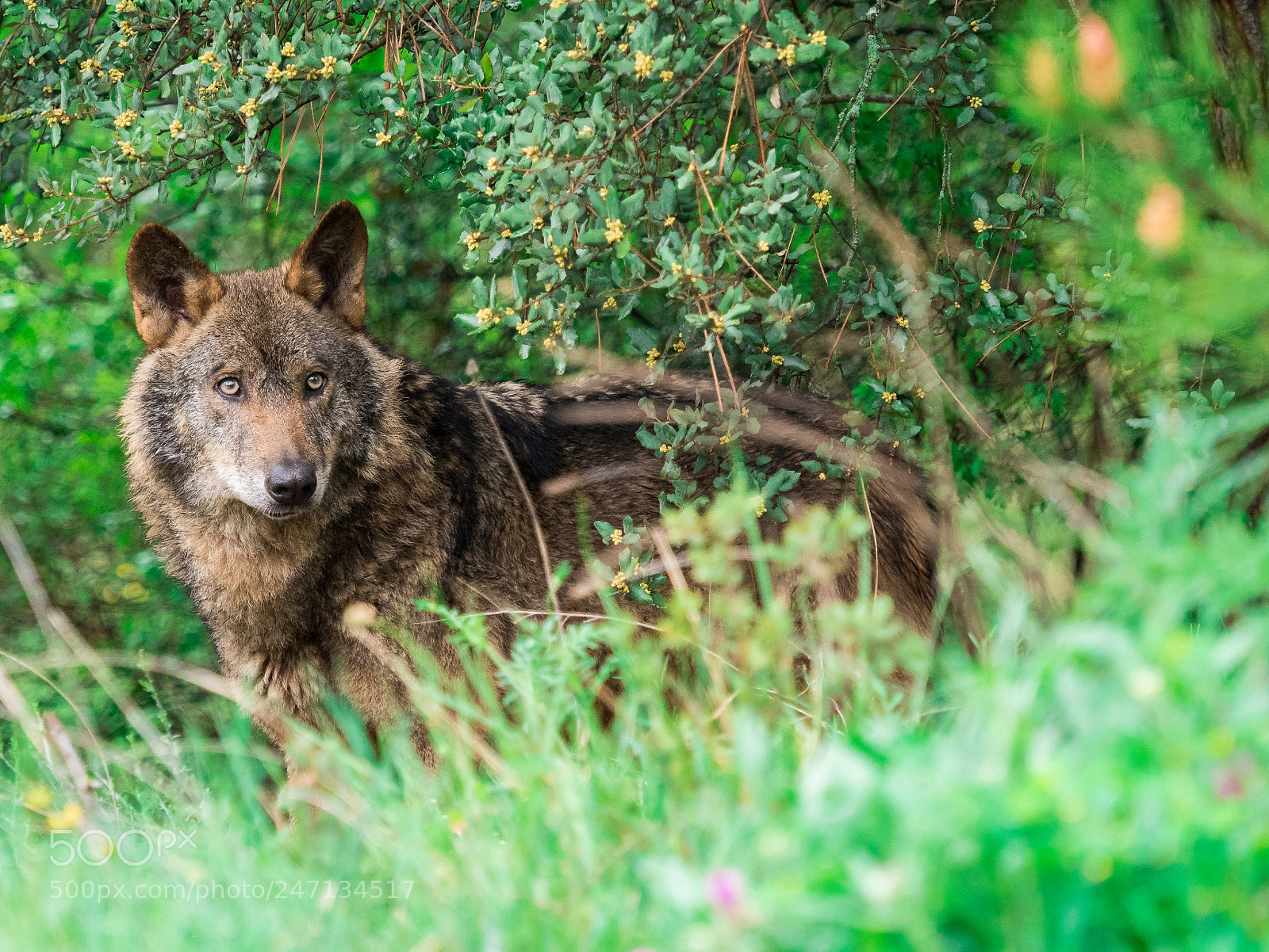 Olympus OM-D E-M5 II sample photo. Iberian wolf canis lupus photography