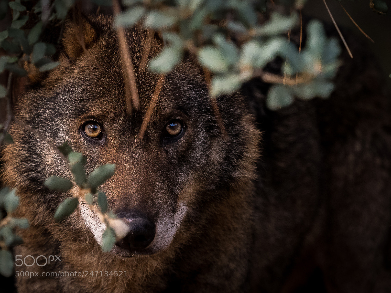 Olympus OM-D E-M5 II sample photo. Iberian wolf canis lupus photography