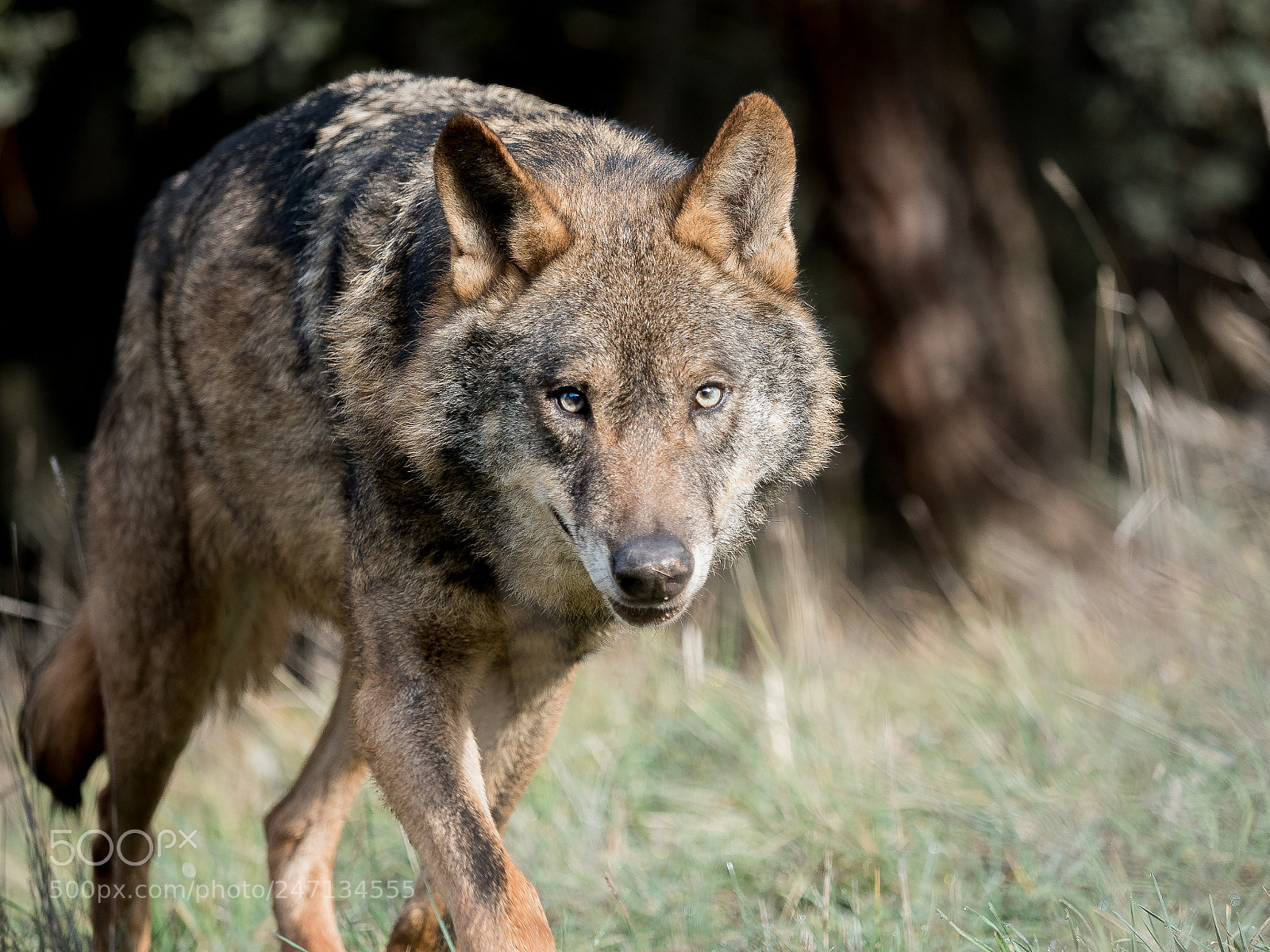 Olympus PEN E-PL7 sample photo. Male iberian wolf canis photography