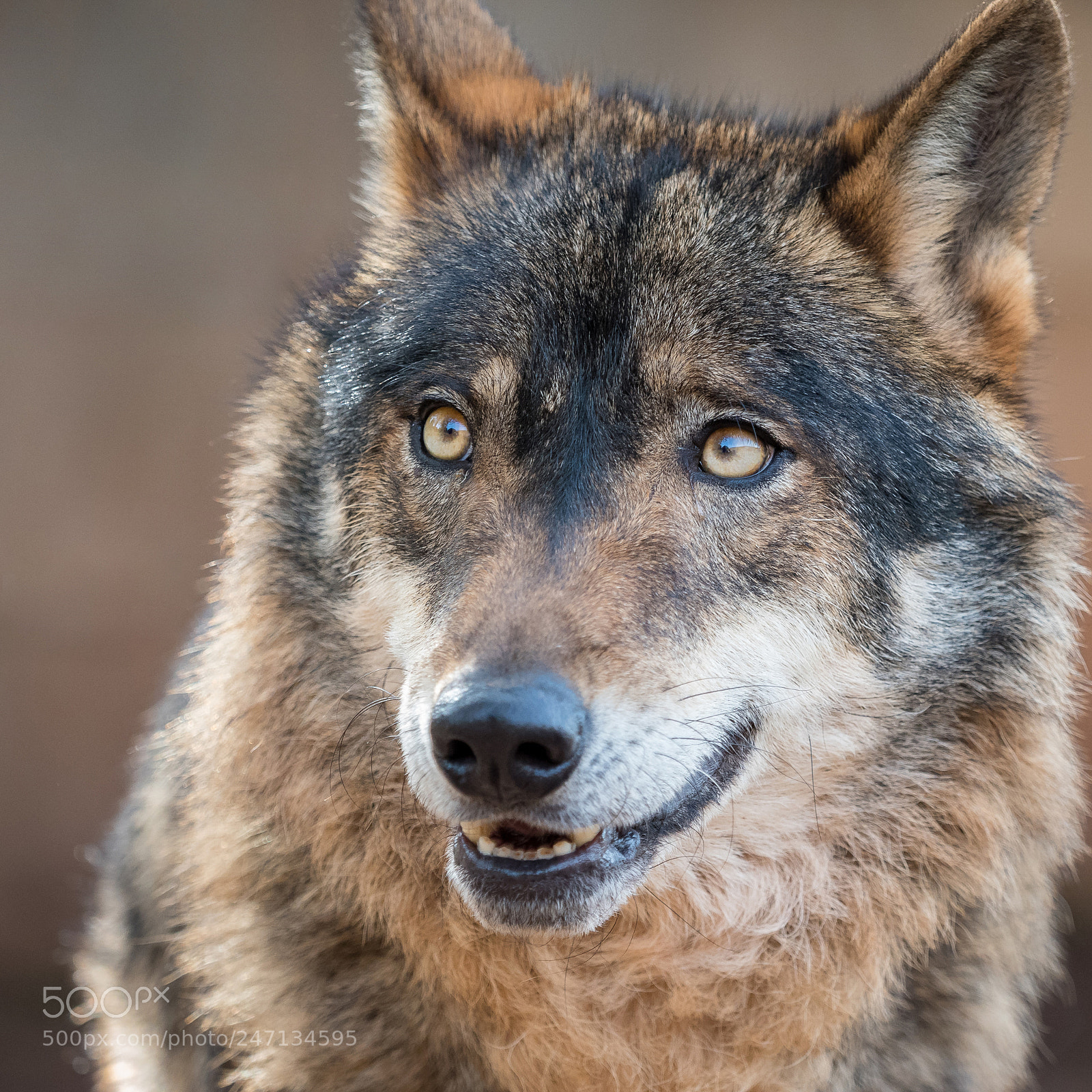 Olympus PEN E-PL7 sample photo. Iberian wolf with beautiful photography