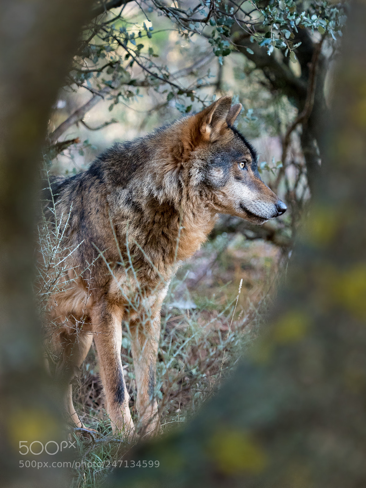Olympus PEN E-PL7 sample photo. Male iberian wolf canis photography