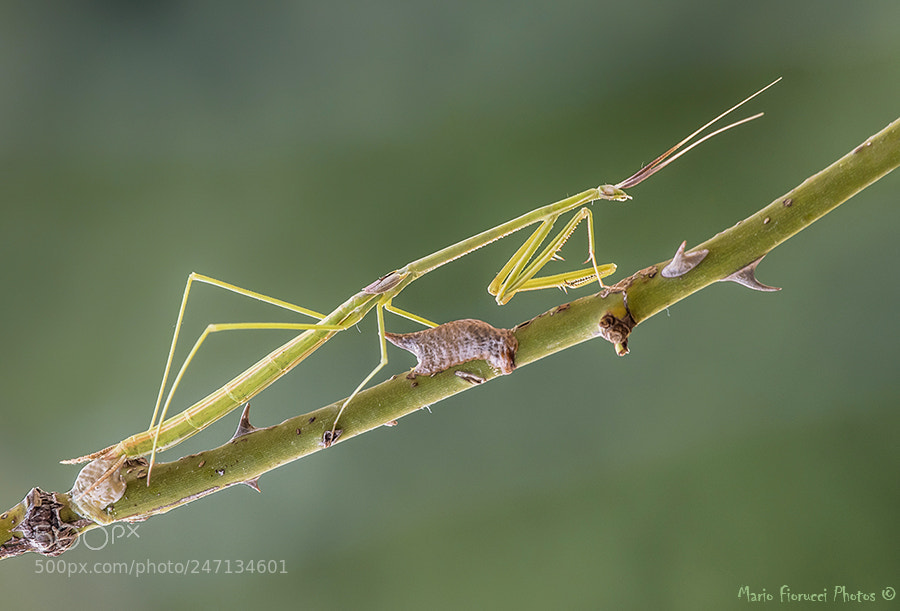 Canon EOS 7D Mark II sample photo. Mantis and egg laying photography