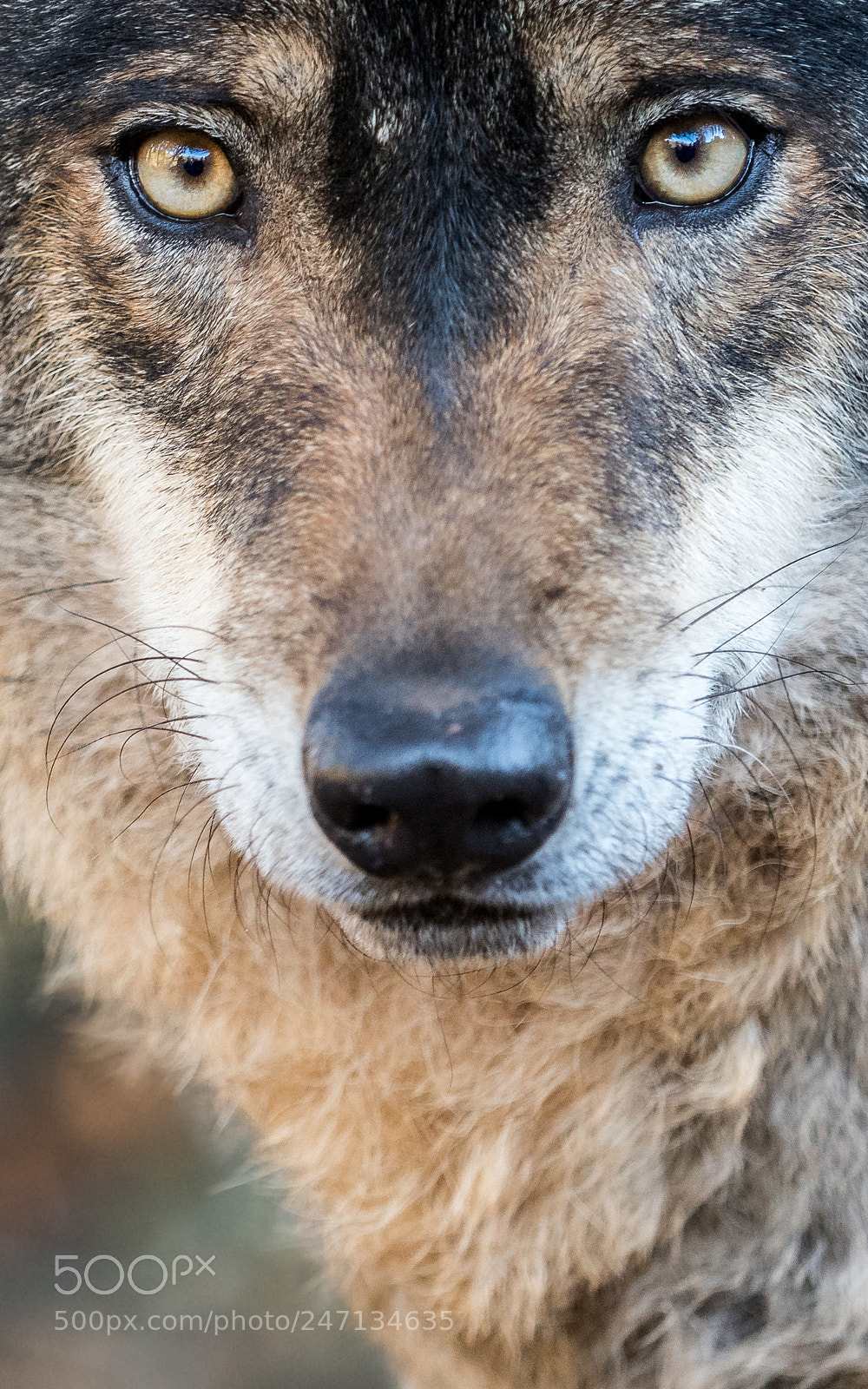 Olympus PEN E-PL7 sample photo. Male iberian wolf canis photography