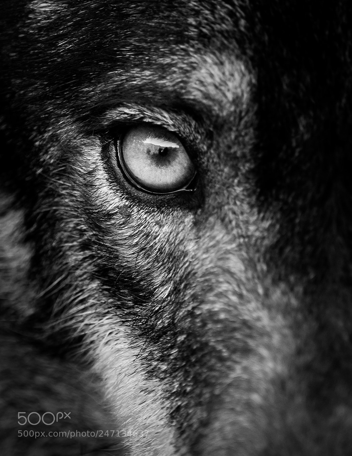 Olympus PEN E-PL7 sample photo. Eye of iberian wolf photography