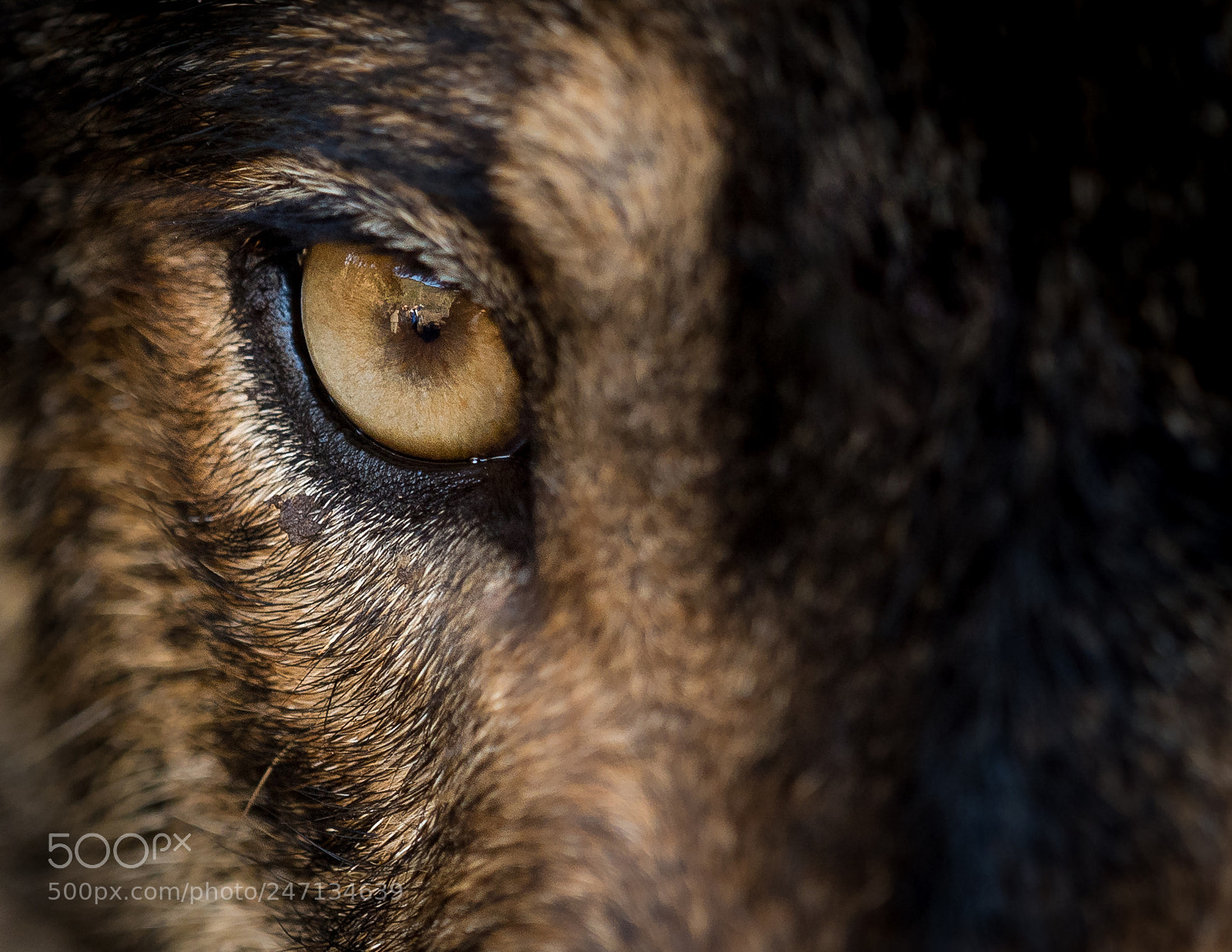 Olympus PEN E-PL7 sample photo. Eye of iberian wolf photography