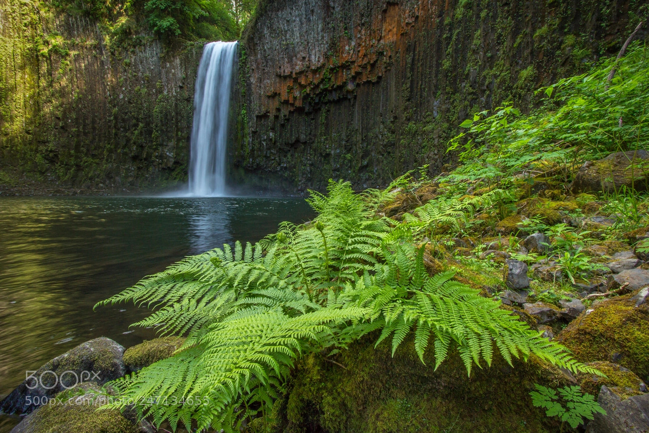 Canon EOS 60D sample photo. Abiqua falls photography
