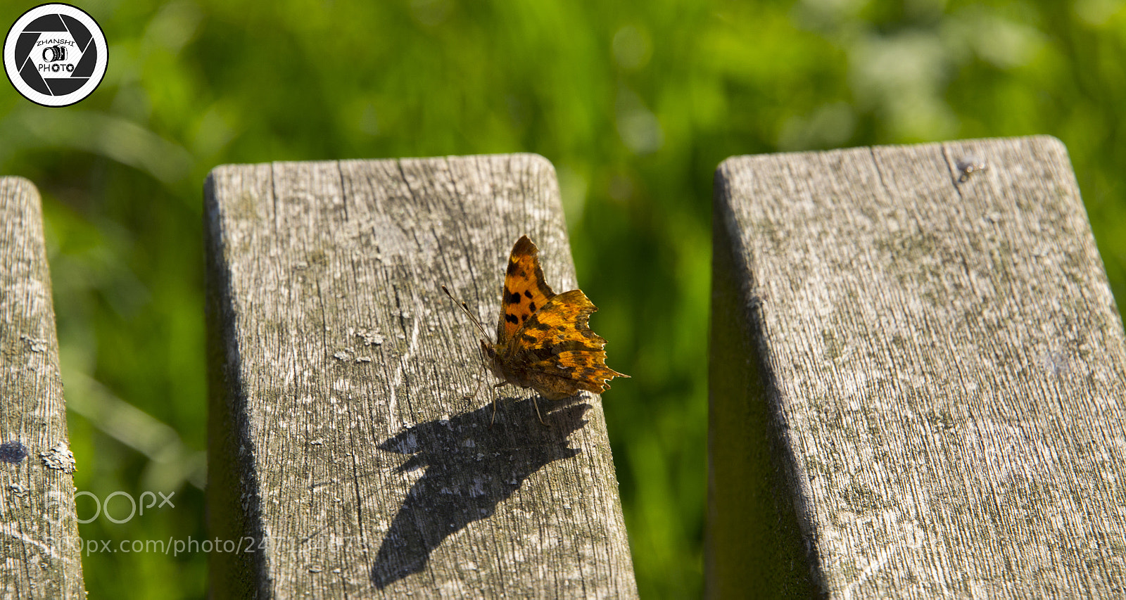 Nikon D3100 sample photo. Butterfly photography