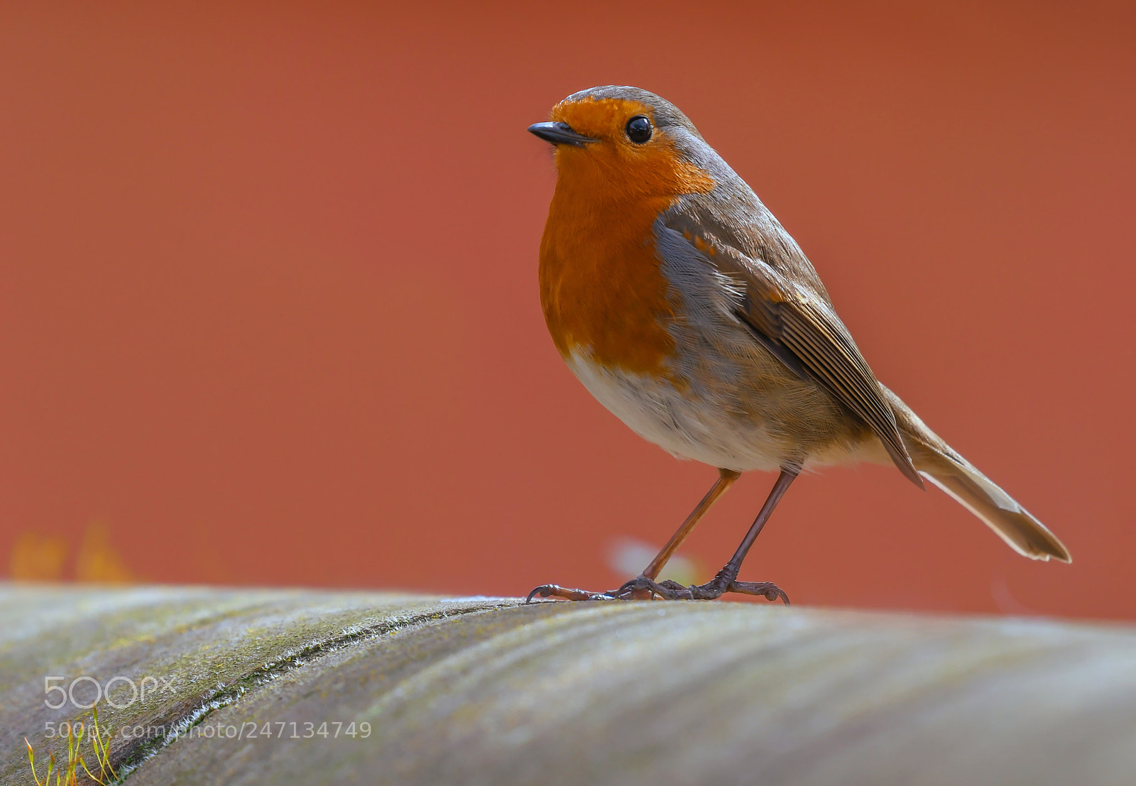 Nikon D500 sample photo. Red robin photography