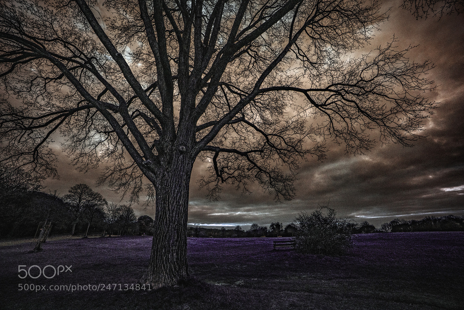 Nikon D610 sample photo. The tree s of photography