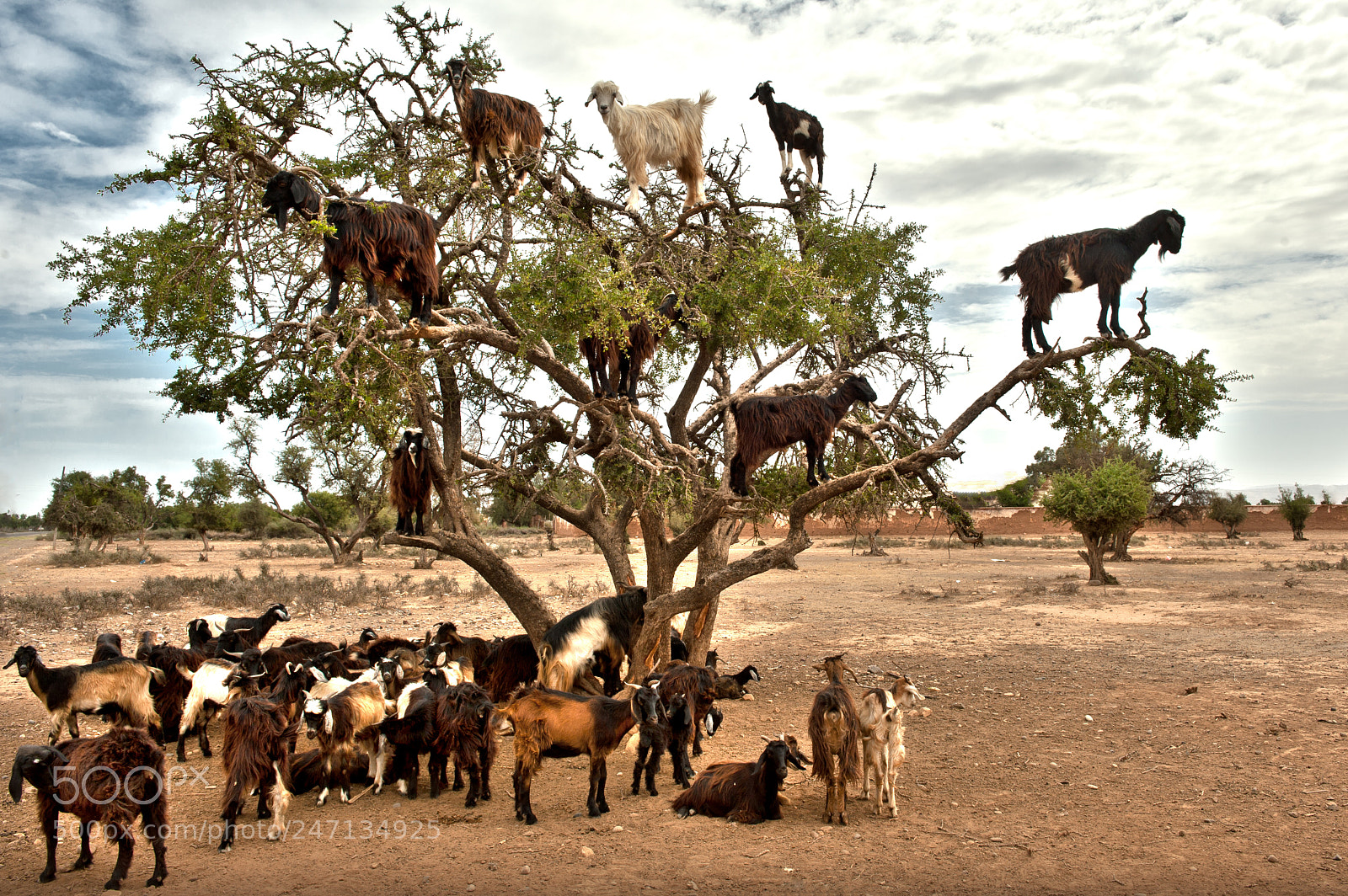 Nikon D700 sample photo. Goats in the tree photography