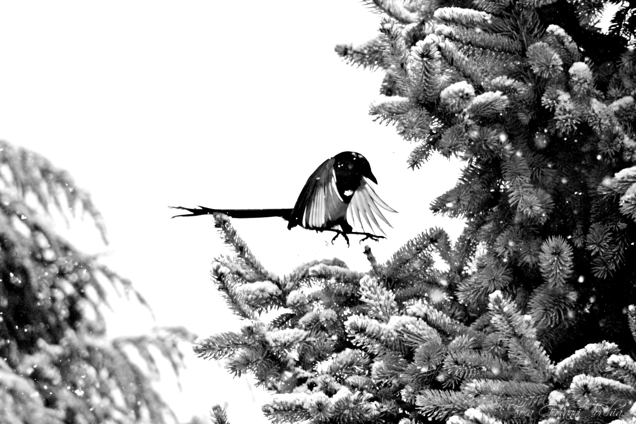 Canon EOS 1200D (EOS Rebel T5 / EOS Kiss X70 / EOS Hi) sample photo. Gazzaladra black and white photography