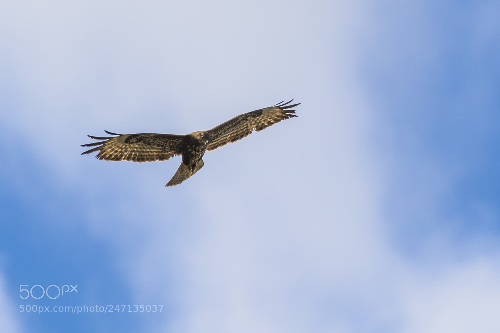 Canon EOS 7D Mark II sample photo. Hunding at the center photography