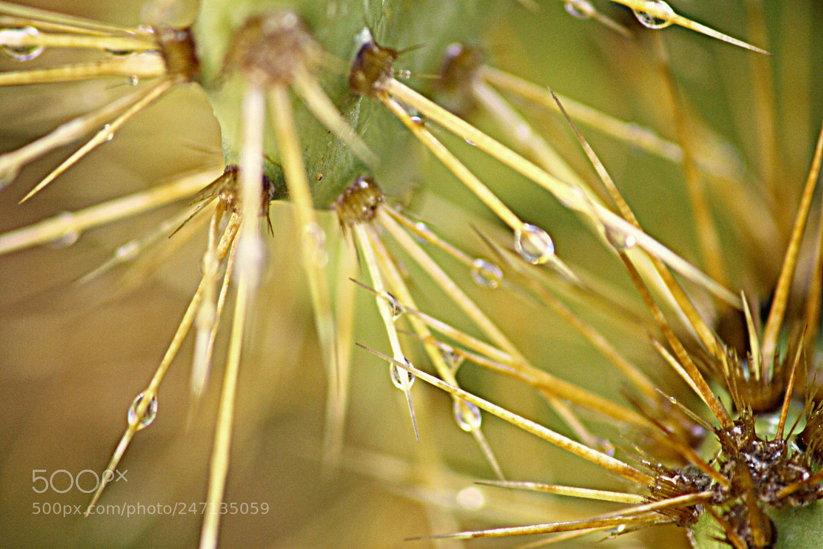 Canon EOS 1100D (EOS Rebel T3 / EOS Kiss X50) sample photo. Chopped thorns photography