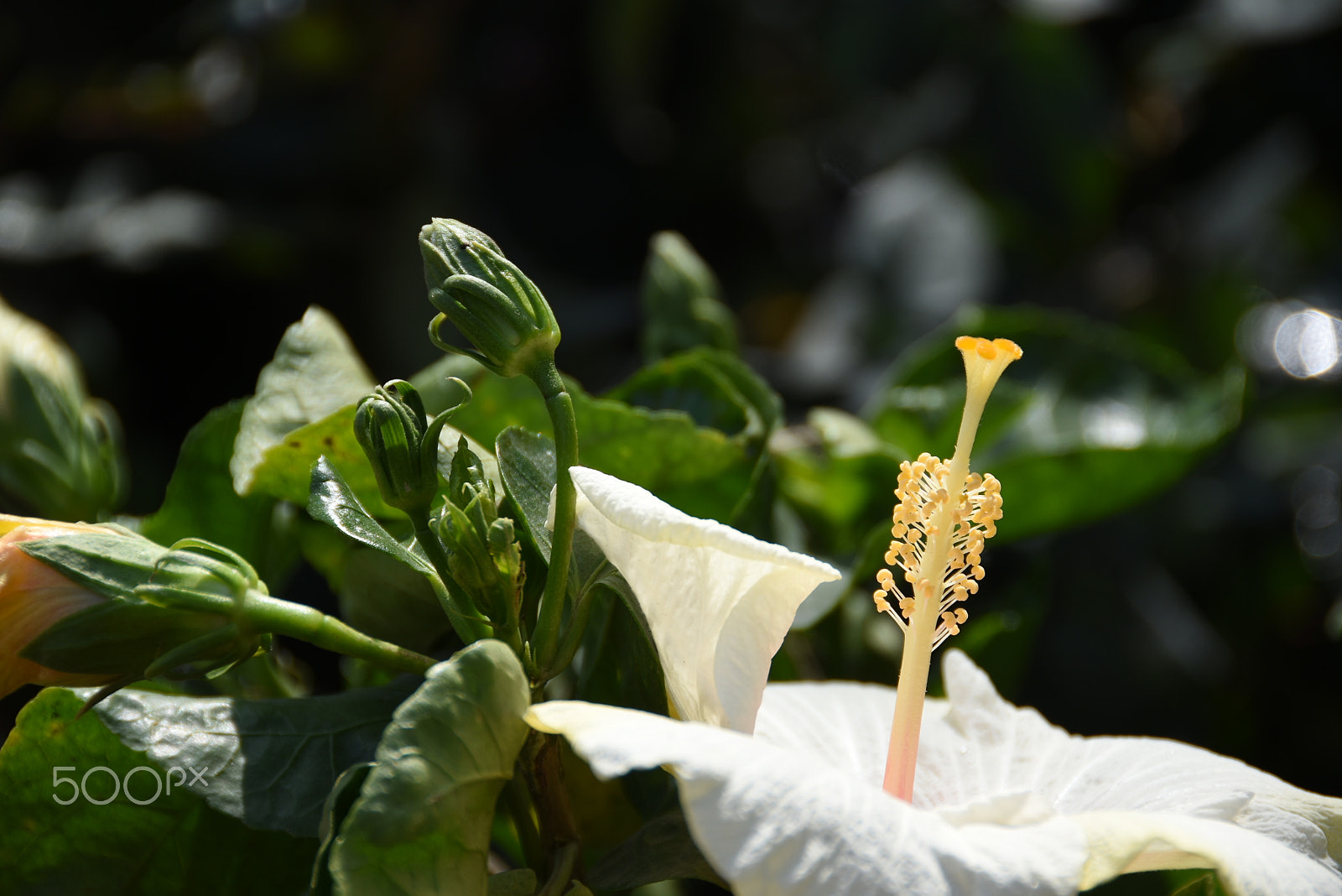Nikon D7200 sample photo. A glimpse of smile photography