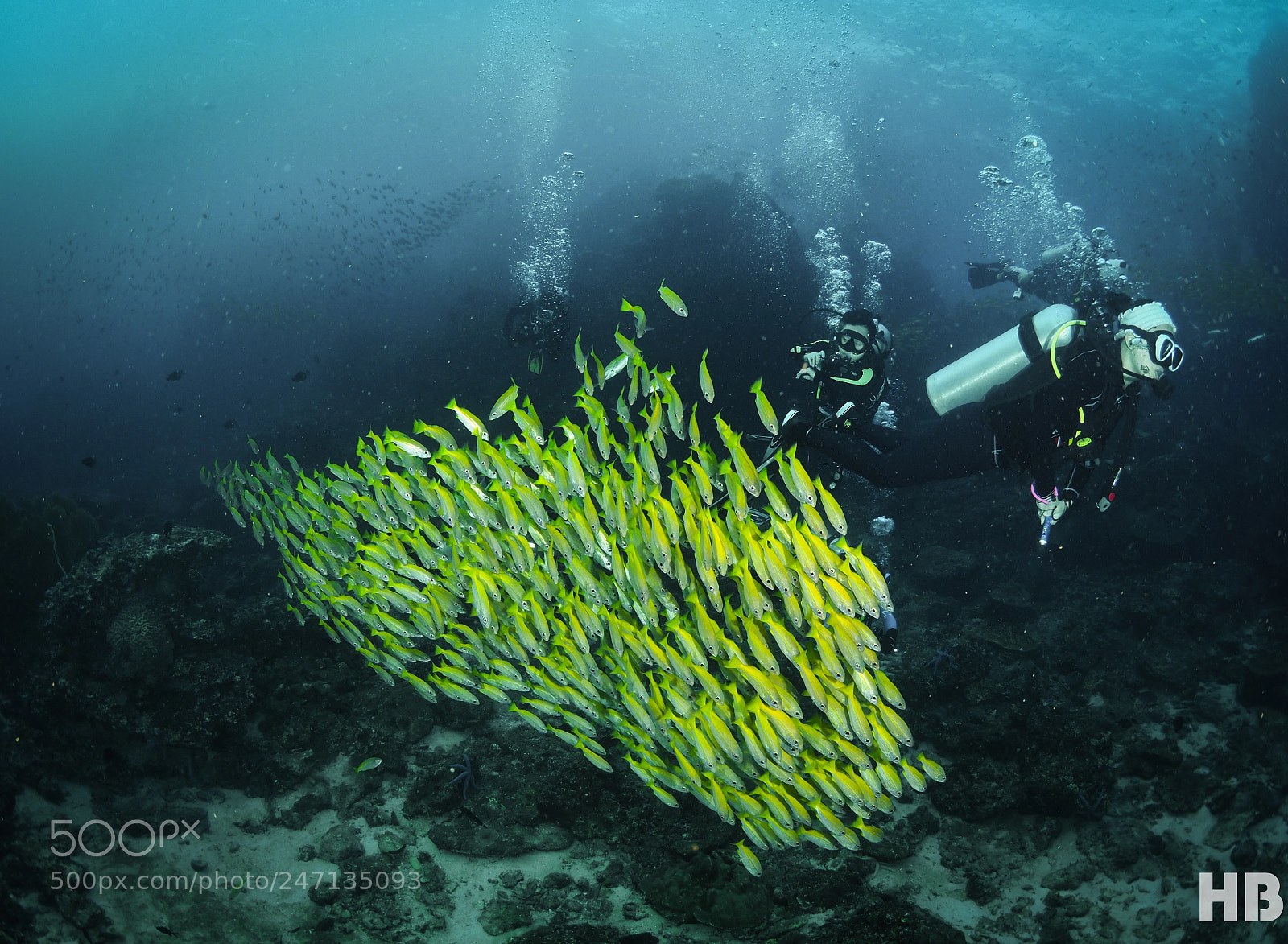 Olympus OM-D E-M1 Mark II sample photo. Yellow fish photography