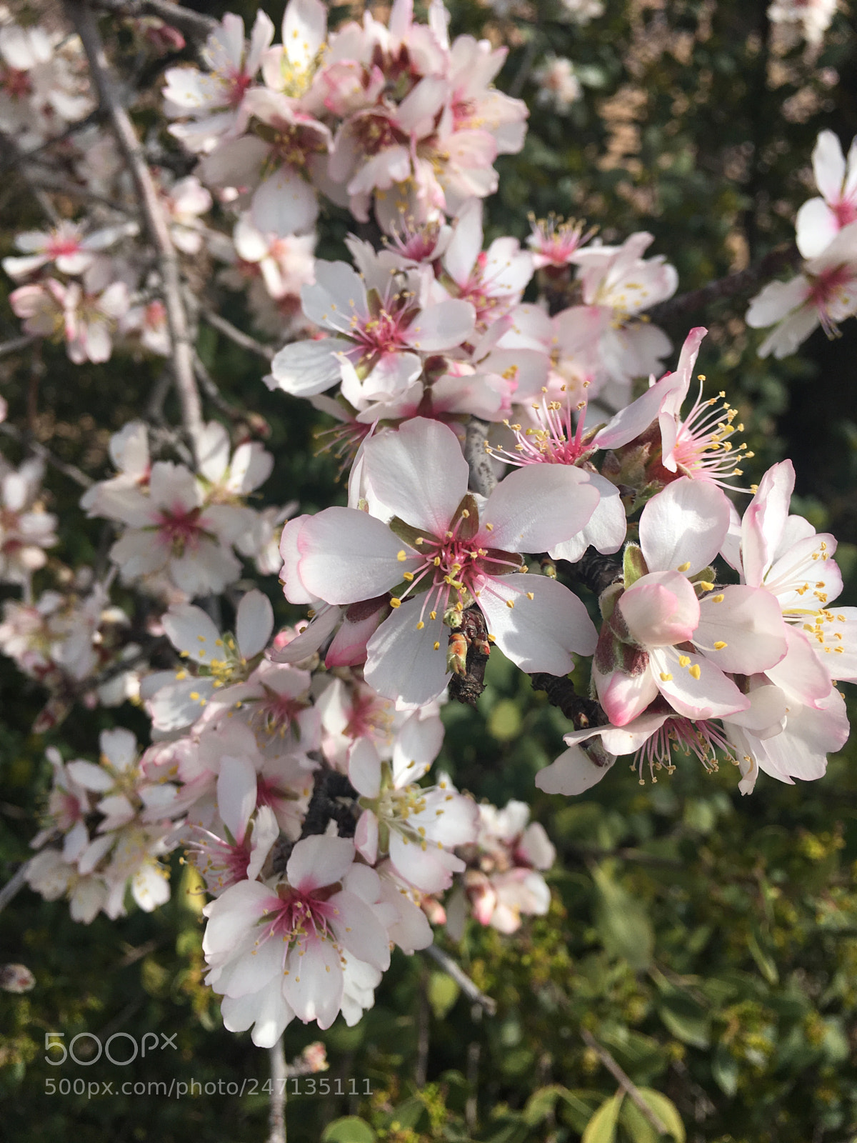 Apple iPhone SE sample photo. Prunus dulcis photography