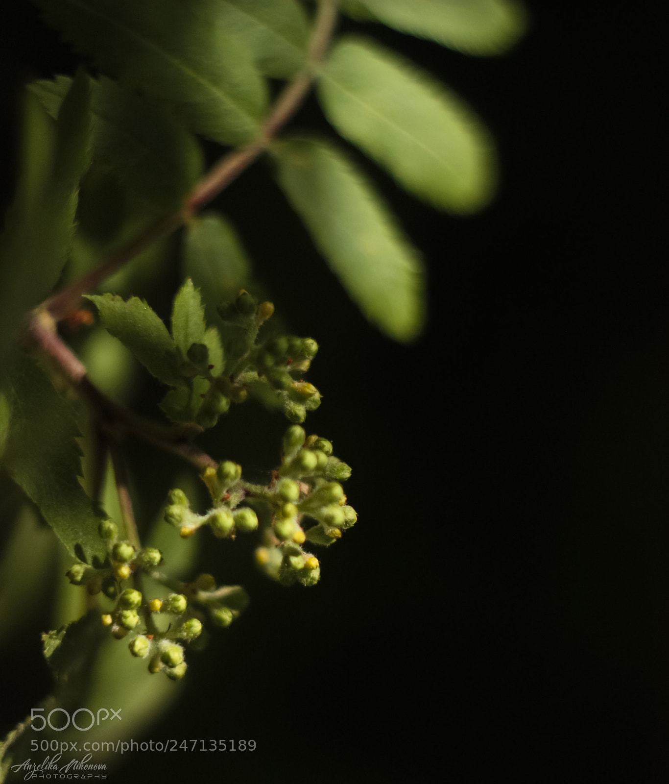 Canon EOS 450D (EOS Rebel XSi / EOS Kiss X2) sample photo. Do you love summer photography