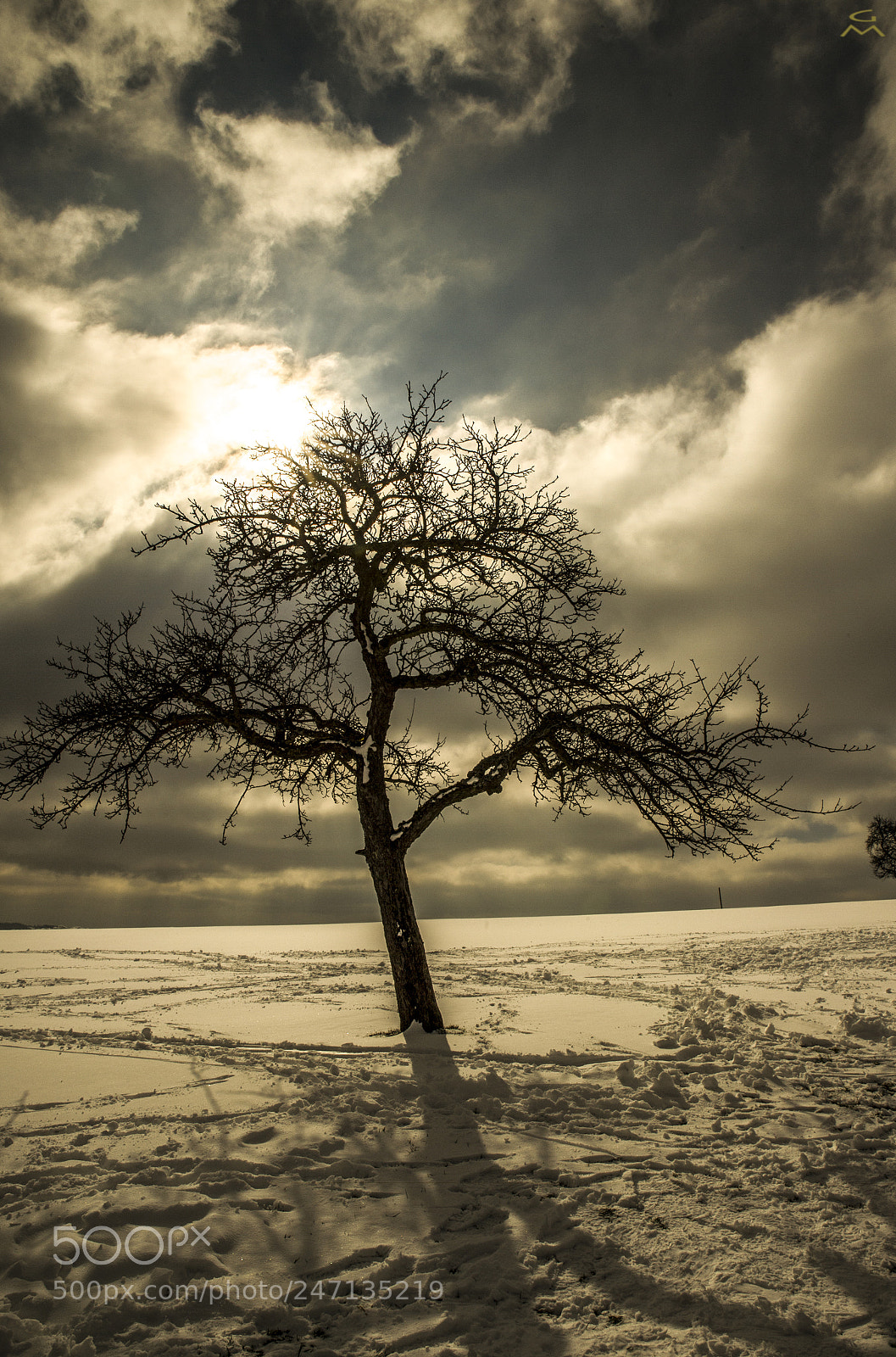 Nikon D4 sample photo. Winter tree photography