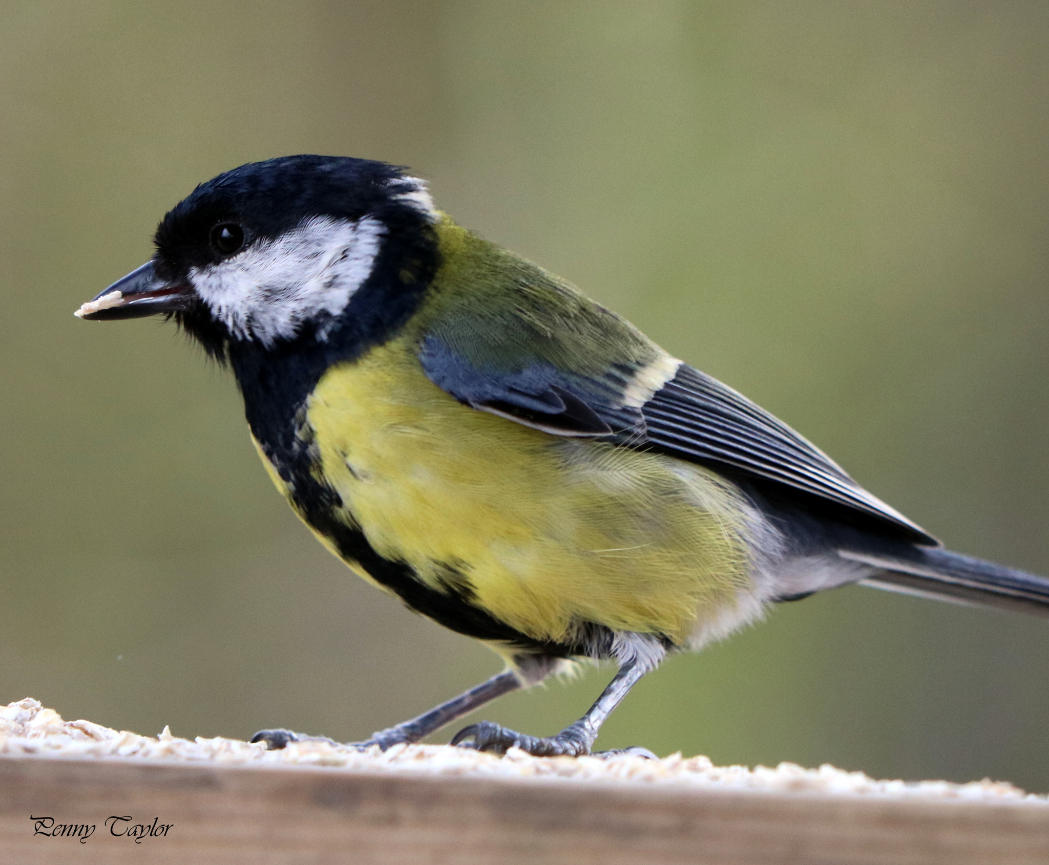 Canon EF 70-300 F4-5.6 IS II USM sample photo. Great tit photography