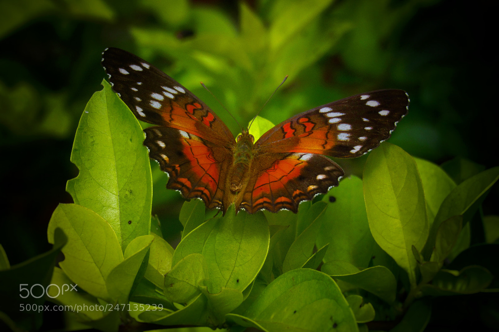 Canon PowerShot SX530 HS sample photo. Orange butterfly photography