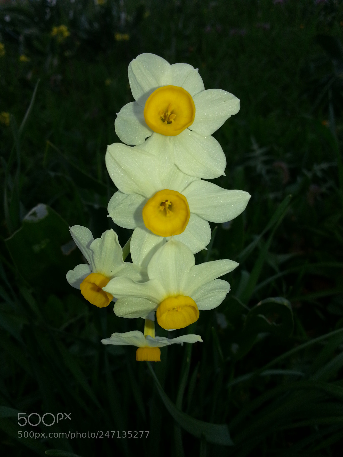 Samsung Galaxy S3 sample photo. Narcisses photography
