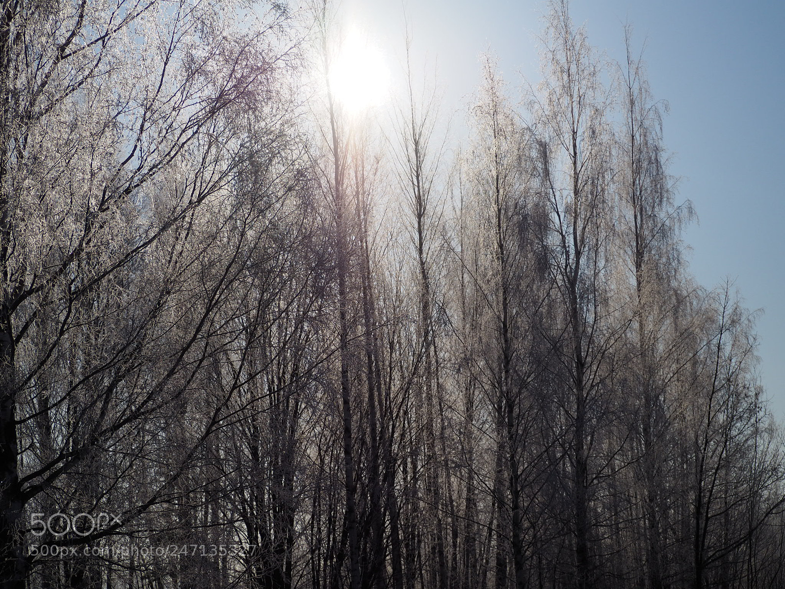 Olympus OM-D E-M10 II sample photo. Frozen trees photography