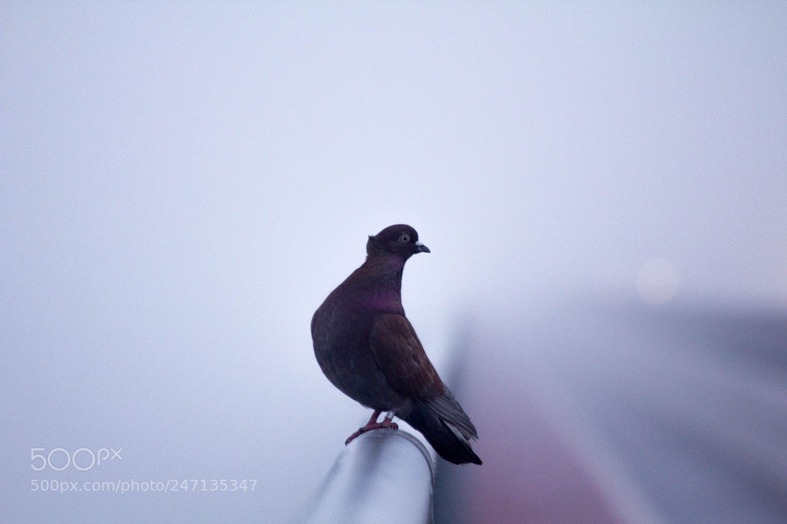 Canon EOS 550D (EOS Rebel T2i / EOS Kiss X4) sample photo. Pigeon photography