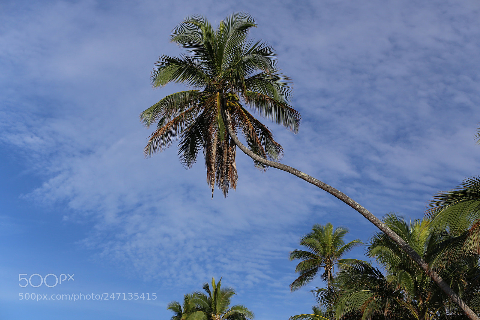 Canon EF 85mm F1.8 USM sample photo. Palms photography